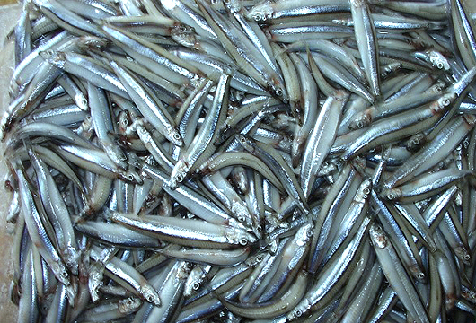 Cá cơm săng tươi